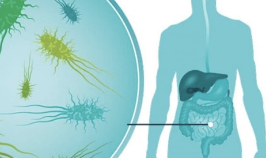The importance of healthy gut microbiome